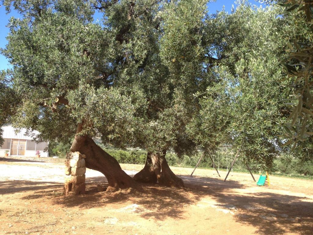 Villa Masseria Casamassima Agriturismo à Ostuni Extérieur photo
